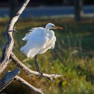 Ardea alba at McKellar, ACT - 20 Apr 2016 10:00 AM