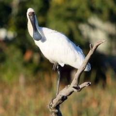 Platalea regia (Royal Spoonbill) at McKellar, ACT - 20 Apr 2016 by NathanaelC