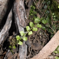 Asplenium flabellifolium (Necklace Fern) at Mount Ainslie - 25 Sep 2016 by SilkeSma