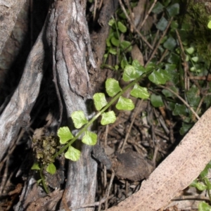 Asplenium flabellifolium at Majura, ACT - 25 Sep 2016 10:04 AM