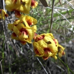 Dillwynia sericea (Egg And Bacon Peas) at Campbell, ACT - 25 Sep 2016 by SilkeSma