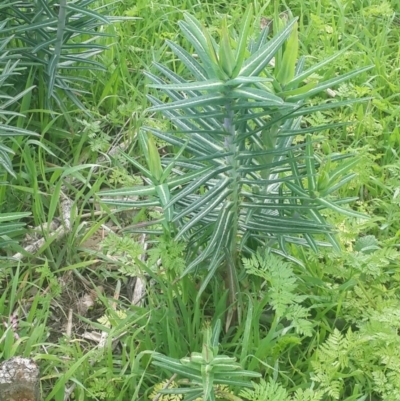 Euphorbia lathyris (Caper Spurge) at QPRC LGA - 24 Sep 2016 by Speedsta