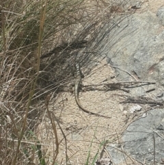 Eulamprus heatwolei (Yellow-bellied Water Skink) at Karabar, NSW - 24 Sep 2016 by Speedsta