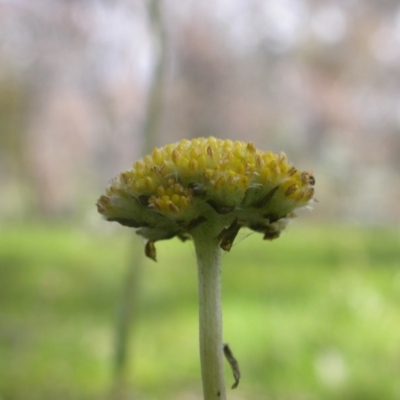 Craspedia variabilis (Common Billy Buttons) at Majura, ACT - 23 Sep 2016 by waltraud