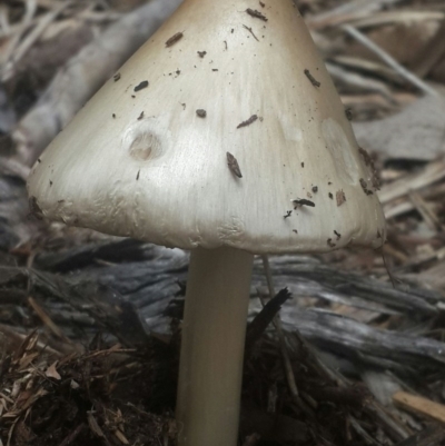 Volvopluteus gloiocephalus (Big Sheath Mushroom) at Karabar, NSW - 25 Sep 2016 by Speedsta