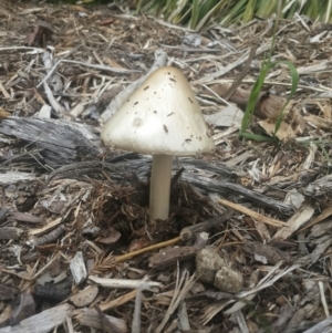 Volvopluteus gloiocephalus at Karabar, NSW - 25 Sep 2016