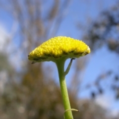 Craspedia variabilis (Common Billy Buttons) at Mount Majura - 23 Sep 2016 by waltraud