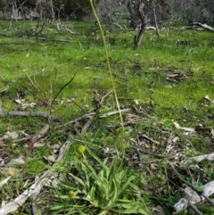 Craspedia variabilis at Majura, ACT - 23 Sep 2016