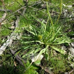 Craspedia variabilis at Majura, ACT - 23 Sep 2016