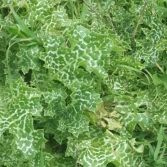 Silybum marianum (Variegated Thistle) at QPRC LGA - 24 Sep 2016 by Speedsta