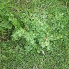 Silybum marianum at Karabar, NSW - 25 Sep 2016 02:50 AM