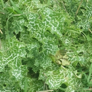 Silybum marianum at Karabar, NSW - 25 Sep 2016