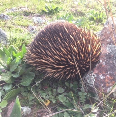 Tachyglossus aculeatus (Short-beaked Echidna) at Goorooyarroo NR (ACT) - 25 Sep 2016 by JasonC