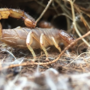 Urodacus manicatus at Goorooyarroo NR (ACT) - 25 Sep 2016