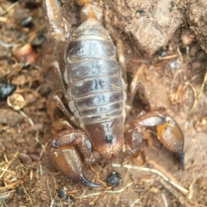 Urodacus manicatus at Goorooyarroo NR (ACT) - 25 Sep 2016