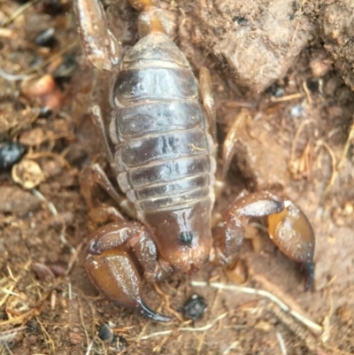 Urodacus manicatus (Black Rock Scorpion) at Goorooyarroo NR (ACT) - 25 Sep 2016 by JasonC