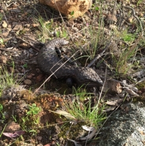 Tiliqua rugosa at Goorooyarroo NR (ACT) - 25 Sep 2016