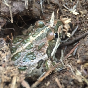 Limnodynastes tasmaniensis at Goorooyarroo NR (ACT) - 25 Sep 2016