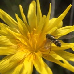 Microseris lanceolata at Cook, ACT - 25 Sep 2016 by JasonC