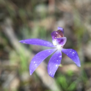 Cyanicula caerulea at Cook, ACT - 25 Sep 2016