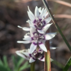 Wurmbea dioica subsp. dioica (Early Nancy) at Cook, ACT - 25 Sep 2016 by JasonC