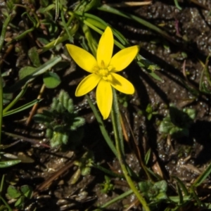 Hypoxis hygrometrica at Gungahlin, ACT - 23 Sep 2016