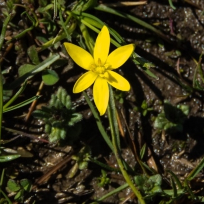 Hypoxis hygrometrica (Golden Weather-grass) at Gungahlin, ACT - 23 Sep 2016 by CedricBear