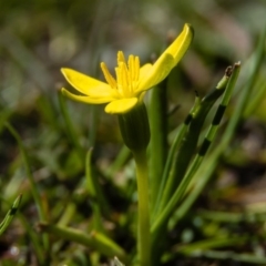 Hypoxis hygrometrica at Gungahlin, ACT - 23 Sep 2016