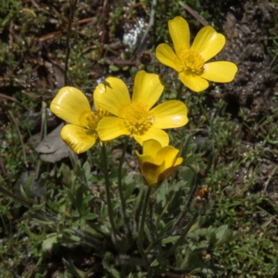 Ranunculus lappaceus (Australian Buttercup) at Gungahlin, ACT - 23 Sep 2016 by CedricBear