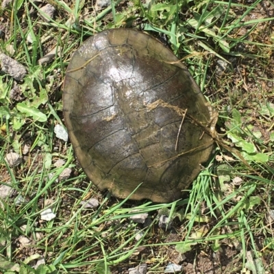 Chelodina longicollis (Eastern Long-necked Turtle) at Gungahlin, ACT - 25 Sep 2016 by Lucy