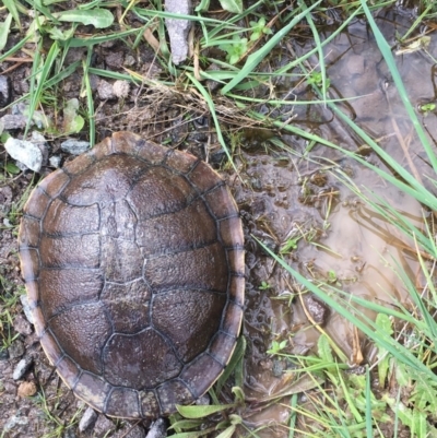 Chelodina longicollis (Eastern Long-necked Turtle) at Gungahlin, ACT - 25 Sep 2016 by Lucy