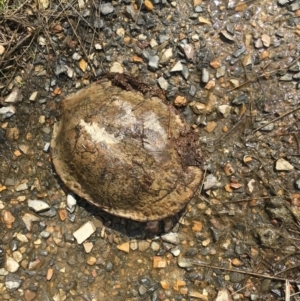 Chelodina longicollis at Gungahlin, ACT - 25 Sep 2016