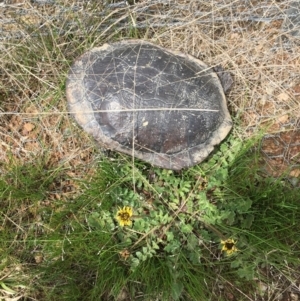 Chelodina longicollis at Gungahlin, ACT - 25 Sep 2016