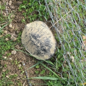 Chelodina longicollis at Gungahlin, ACT - 25 Sep 2016