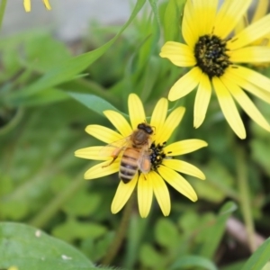 Apis mellifera at Karabar, NSW - 25 Sep 2016 10:57 AM