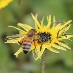 Apis mellifera at Karabar, NSW - 25 Sep 2016 10:57 AM