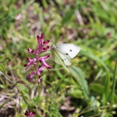 Pieris rapae (Cabbage White) at QPRC LGA - 25 Sep 2016 by Speedsta