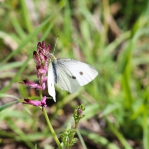 Pieris rapae at Karabar, NSW - 25 Sep 2016