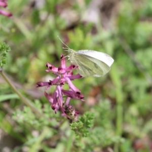 Pieris rapae at Karabar, NSW - 25 Sep 2016