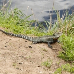 Intellagama lesueurii howittii (Gippsland Water Dragon) at QPRC LGA - 25 Sep 2016 by Speedsta