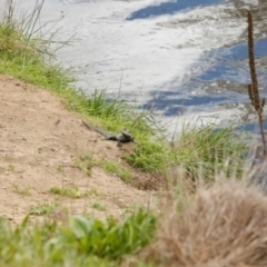 Intellagama lesueurii howittii at Karabar, NSW - 25 Sep 2016