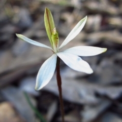 Caladenia fuscata (Dusky Fingers) at Bruce, ACT - 25 Sep 2016 by CathB