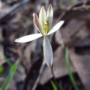 Caladenia fuscata at Point 610 - 25 Sep 2016