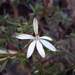 Caladenia fuscata at Point 610 - 25 Sep 2016