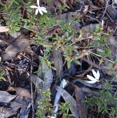 Caladenia fuscata at Point 610 - 25 Sep 2016