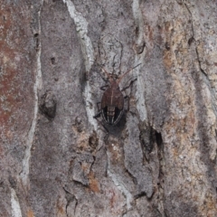 Poecilometis strigatus (Gum Tree Shield Bug) at Queanbeyan West, NSW - 17 Sep 2016 by Speedsta