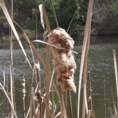 Typha domingensis (Bullrush) at Karabar, NSW - 20 Sep 2016 by Speedsta