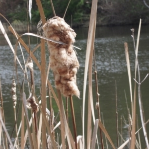 Typha domingensis at Karabar, NSW - 20 Sep 2016