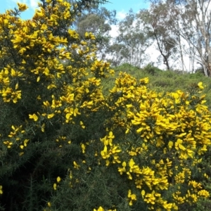 Ulex europaeus at Capital Hill, ACT - 25 Sep 2016