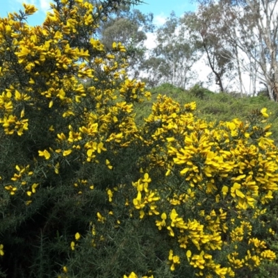 Ulex europaeus (Gorse) at Capital Hill, ACT - 25 Sep 2016 by Mike